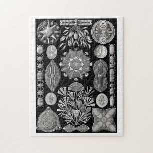 Ernst Haeckel Diatomea Legpuzzel