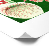 Ernst Haeckel Discomedus (Aurelia) Poster (Hoek)