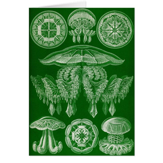 Ernst Haeckel - Discomedusae4 (Devant)