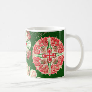 Ernst Haeckel Discomedusae (Aurelia) Koffiemok