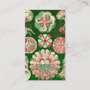 Ernst Haeckel Discomedusae (Aurelia) Visitekaartje