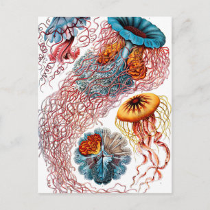Ernst Haeckel Discomedusae Jellyfish Briefkaart
