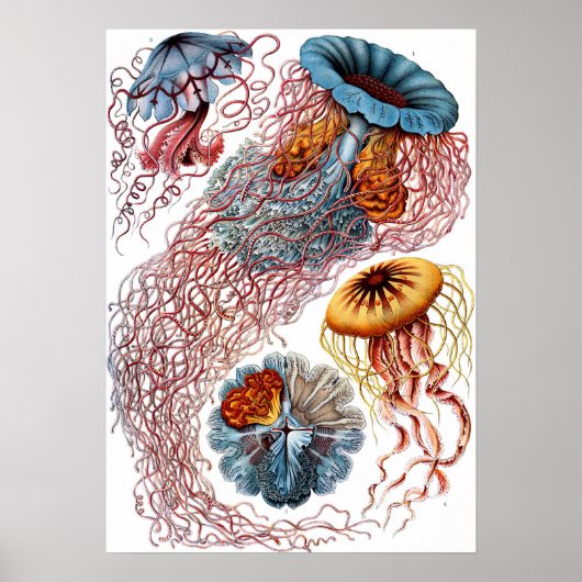 Ernst Haeckel Discomedusae Jellyfish Poster (Voorkant)