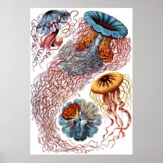 Ernst Haeckel Discomedusae Poster