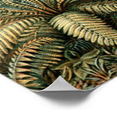 Ernst Haeckel Filicinae Print (Hoek)