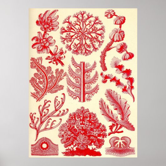 Ernst Haeckel - Florideae Poster (Voorkant)