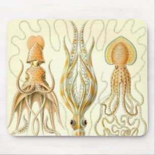 Ernst Haeckel - Gamochonia Detail Muismat