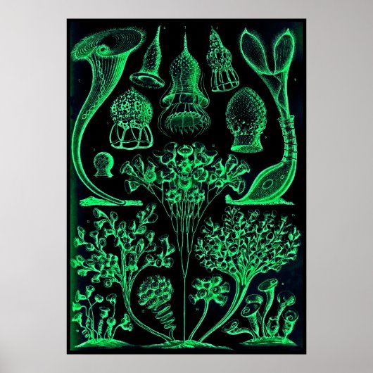  Ernst Haeckel Green & Black Poster Print (Voorkant)