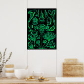  Ernst Haeckel Green & Black Poster Print (Keuken)