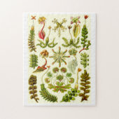 Ernst Haeckel Hepaticae Legpuzzel (Verticaal)
