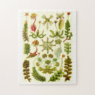 Ernst Haeckel Hepaticae Legpuzzel