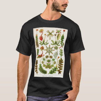 Ernst Haeckel - Hepaticae (Levermos) - Vintage B T-shirt