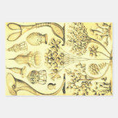  Ernst Haeckel herkleurde het zeeleven Inpakpapier Vel (Voorkant 3)