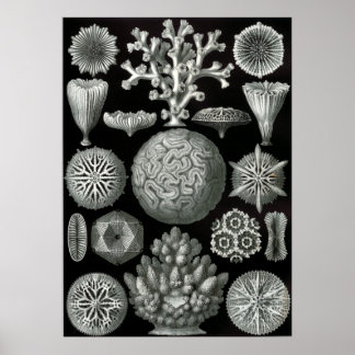 Ernst Haeckel Hexacoralla Poster