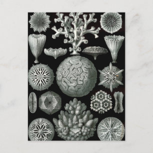 Ernst Haeckel Hexacorallia Coral Briefkaart