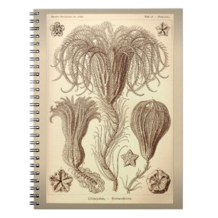 Ernst Haeckel- Illustratie van een antieke Crinoid Notitieboek
