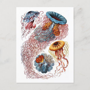 Ernst Haeckel Jellyfish D. annasethe Briefkaart