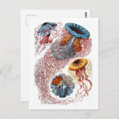 Ernst Haeckel Jellyfish D. annasethe Briefkaart (Voorkant / Achterkant)