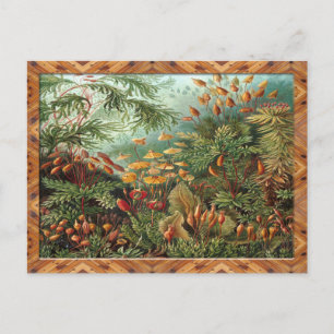 Ernst Haeckel Kunstdruk: Muscinae Briefkaart