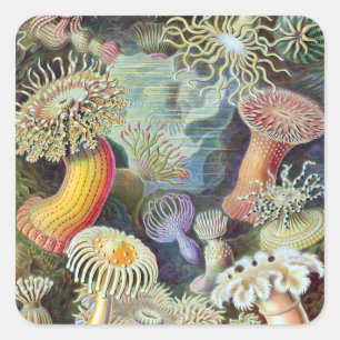 Ernst Haeckel Kunstformen der Natur Actiniae Vierkante Sticker