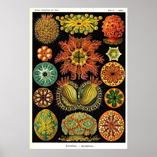 Ernst Haeckel Kunstformen der Natur Ascidian Poster (Voorkant)