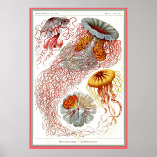 Ernst Haeckel - Kuntsformen der Natuur - Tafel 8 Poster
