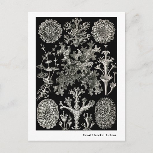 Ernst Haeckel Lichens Briefkaart (Voorkant)