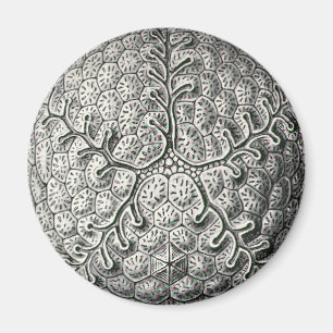 Ernst Haeckel Magneet