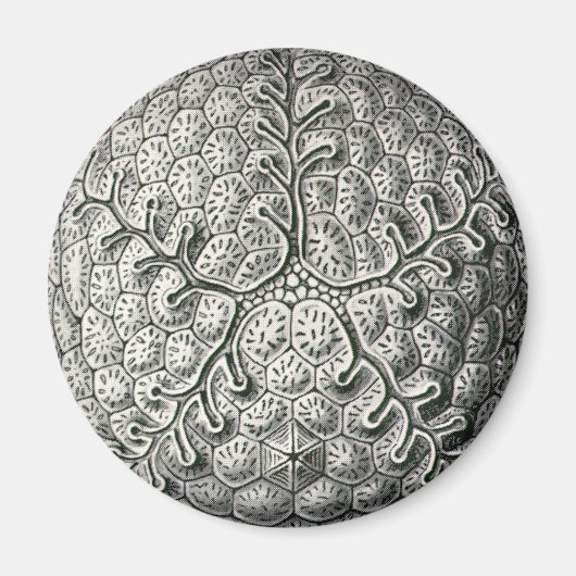 Ernst Haeckel Magneet (Voorkant)