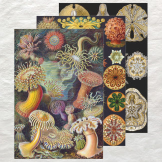  Ernst Haeckel Marline Life Design Inpakpapier Vel