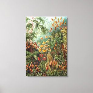 Ernst Haeckel Mosses Canvas Afdruk