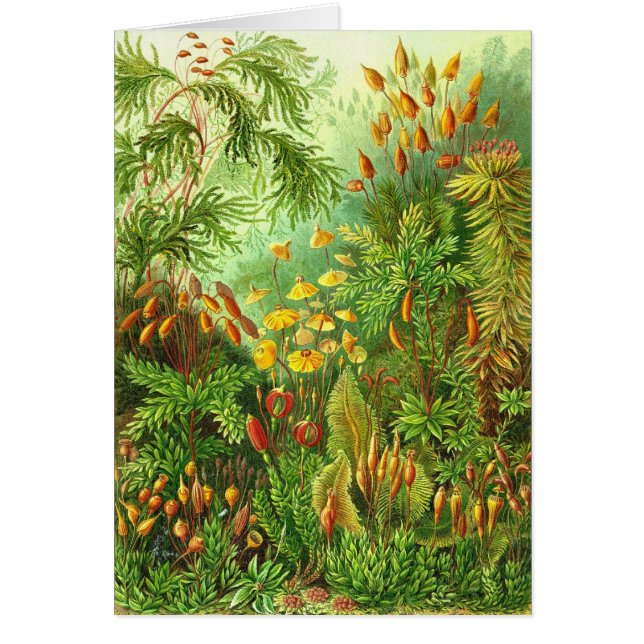 Ernst Haeckel - Muscinae (Devant)