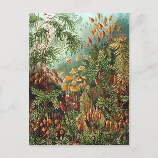 Ernst Haeckel - Muscinae Briefkaart (Voorkant)