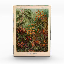 Ernst Haeckel Muscinae illustratie