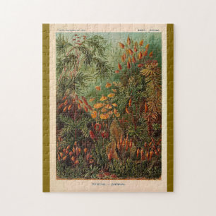 Ernst Haeckel Muscinae illustratie Legpuzzel