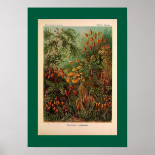 Ernst Haeckel Muscinae illustratie Poster