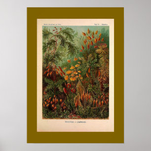 Ernst Haeckel Muscinae illustratie Poster