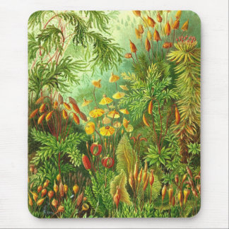 Ernst Haeckel - Muscinae Muismat