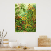 Ernst Haeckel - Muscinae Poster (Keuken)