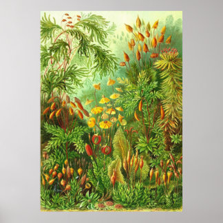 Ernst Haeckel - Muscinae Poster