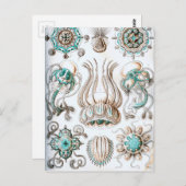 Ernst Haeckel Narcomedusae kwallen! Briefkaart (Voorkant / Achterkant)
