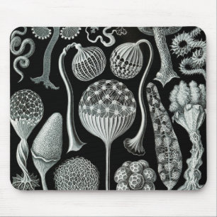 Ernst Haeckel Naturalista Muismat