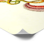 Ernst Haeckel - Nepenthaceae Poster (Hoek)