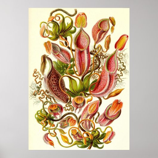 Ernst Haeckel - Nepenthaceae Poster (Voorkant)