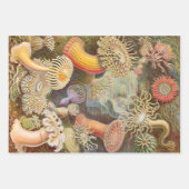 Ernst Haeckel Ocean Wrapping Feuilles de papier (Devant 3)