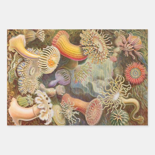 Ernst Haeckel Ocean Wrapping Paper Sheets (Voorkant 3)