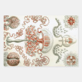 Ernst Haeckel Ocean Wrapping Paper Sheets (Voorkant 2)