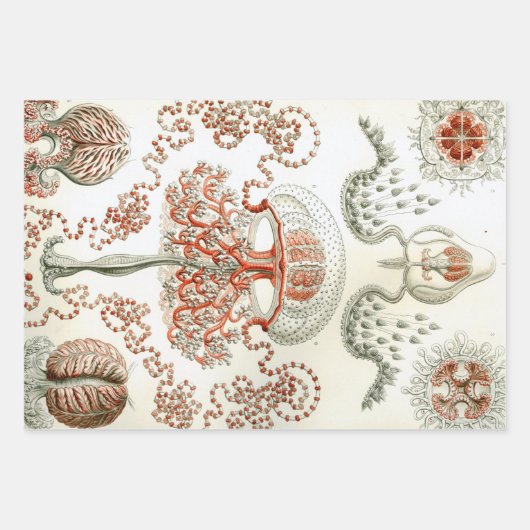 Ernst Haeckel Ocean Wrapping Paper Sheets (Voorkant 2)