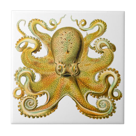Ernst Haeckel Octopus in Geel Tegeltje (Voorkant)