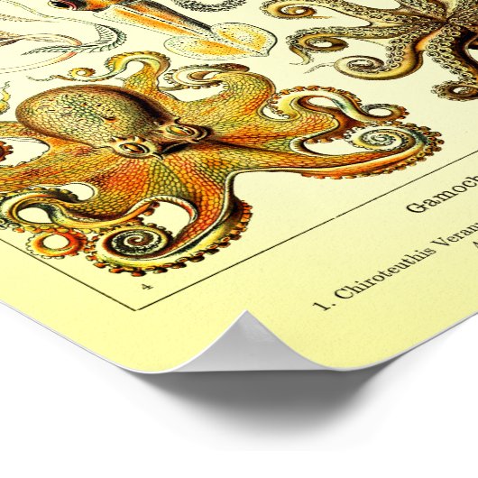 Ernst Haeckel Octopus Poster (Hoek)